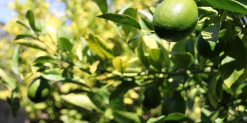 Krečna voda: prednosti za mršavljenje, recepti